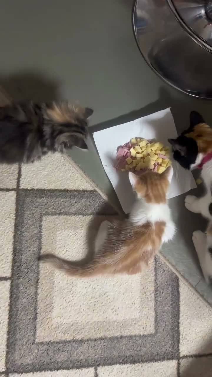 Mixed Breed cats for sale: 😻Looking for forever home😻 - Video 1