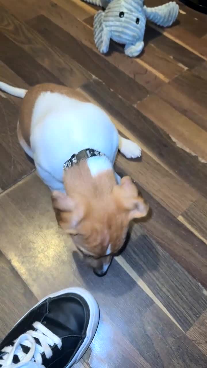 Jack Russell dogs for sale: Adorable Male Jack Russell Puppy  🐾 - Video 1