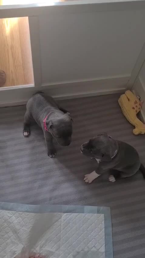 Staffordshire Bull Terrier dogs for sale: Full pedigree blue Staffordshire bull terriers - Video 1