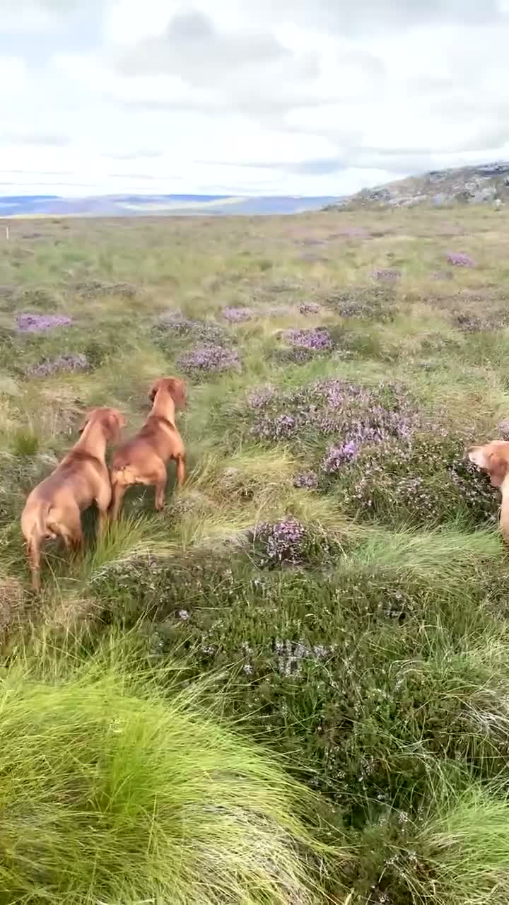 Hungarian Vizsla dogs for sale: Stunning litter of Hungarian Vizsla pups.  - Video 2
