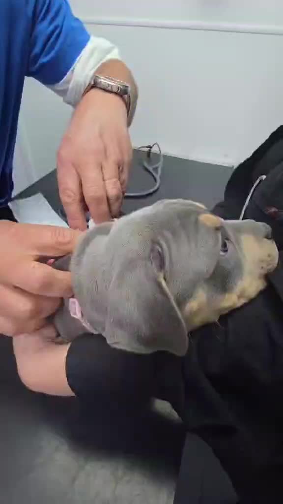 American Bully dogs for sale: 🏆🩸ABKC American pocket bully 🔥 - Video 3