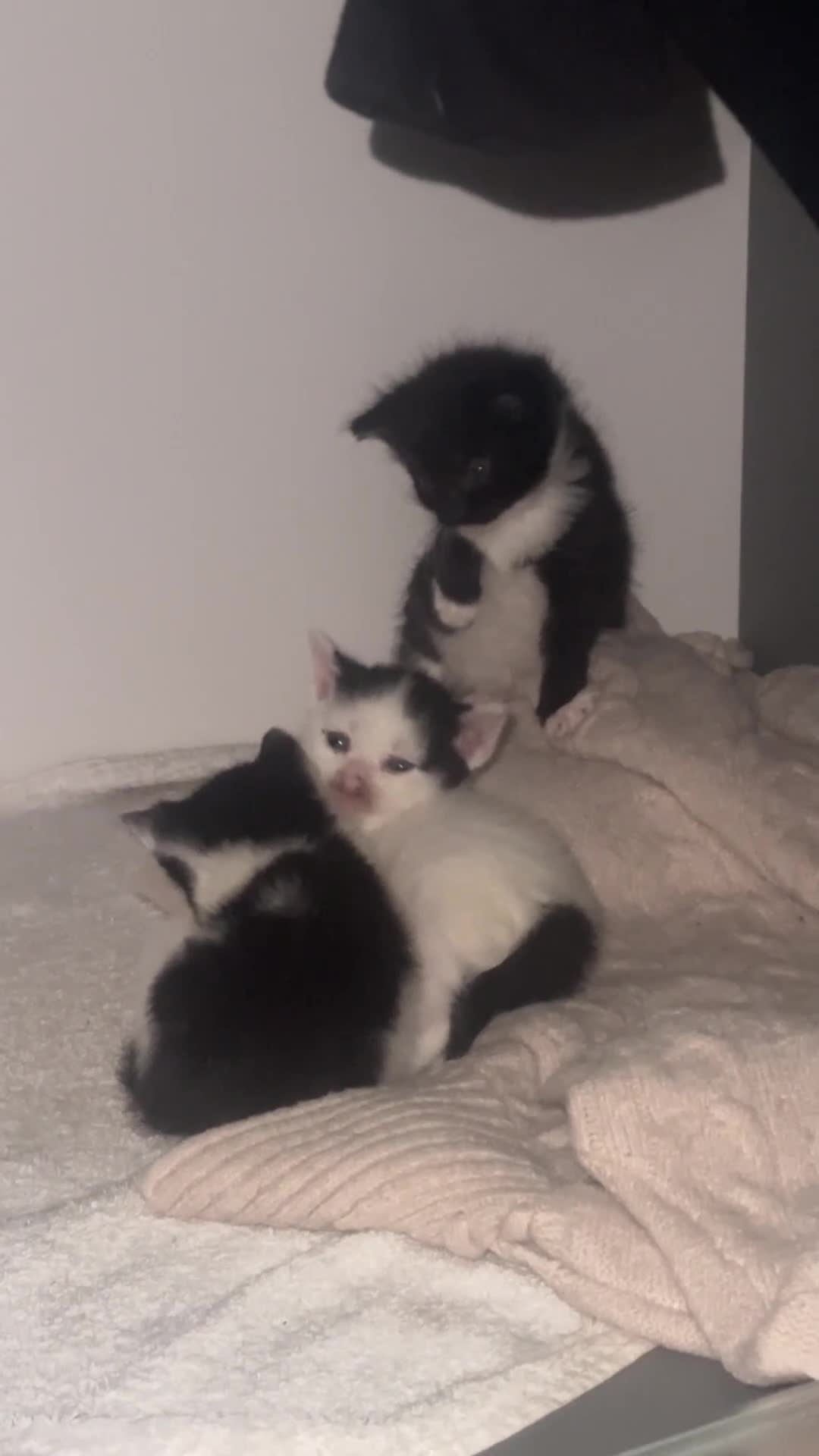 British Shorthair cats for sale: 3 british short hair kittens 2 female 1 male  in Birmingham - Video 1
