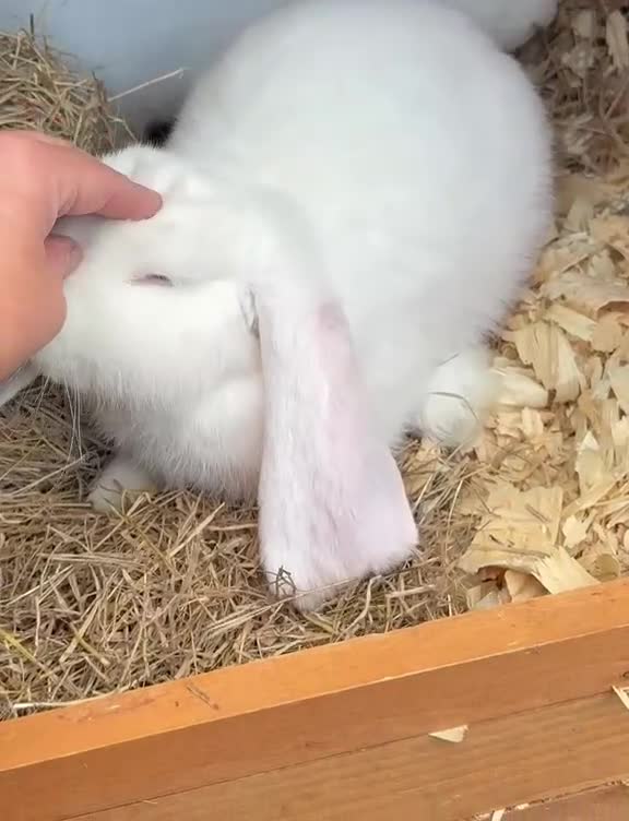 French Lop rabbits for sale: 💕Ready Now well Bred female Bew French lops 💕 - Video 1