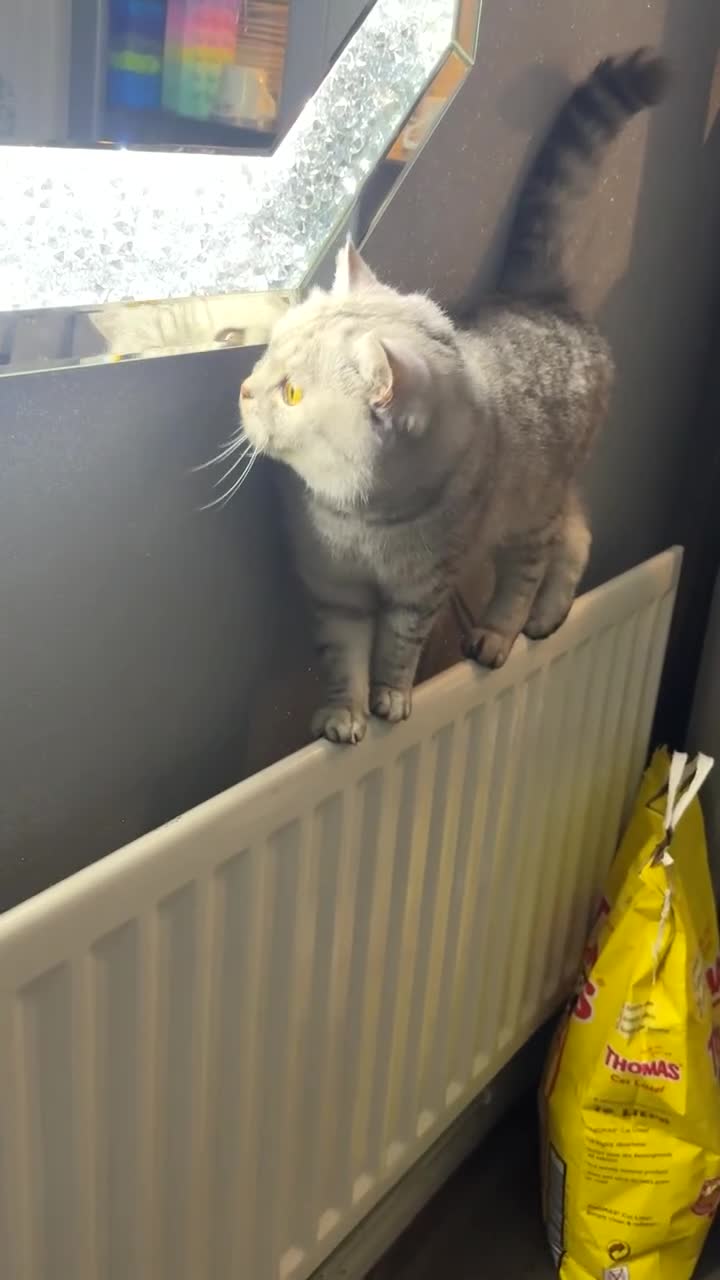 British Shorthair cats for sale: British shorthair kitten  in Birmingham - Video 1