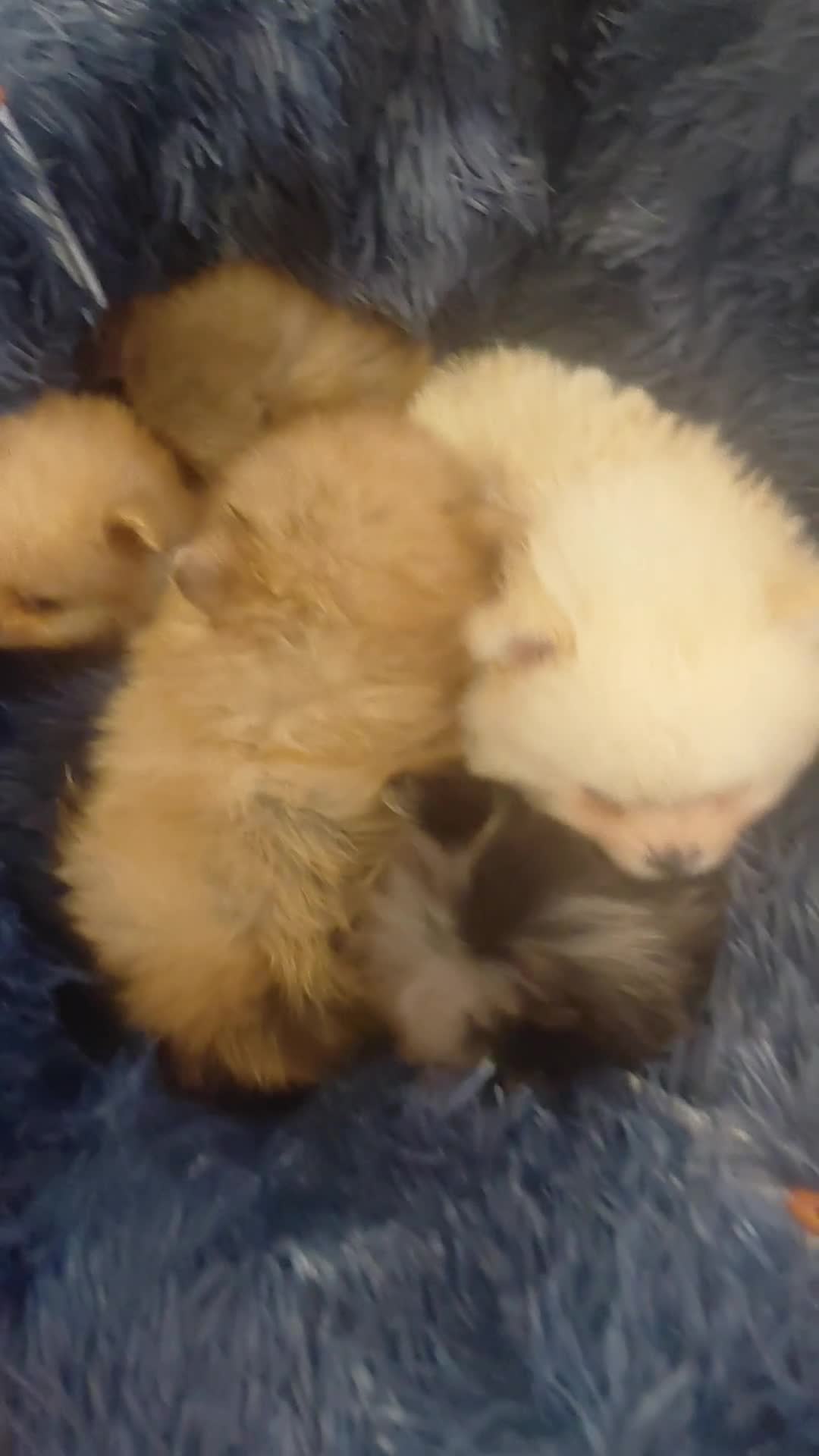 Pomeranian dogs for sale: Pomeranian puppies  - Video 2