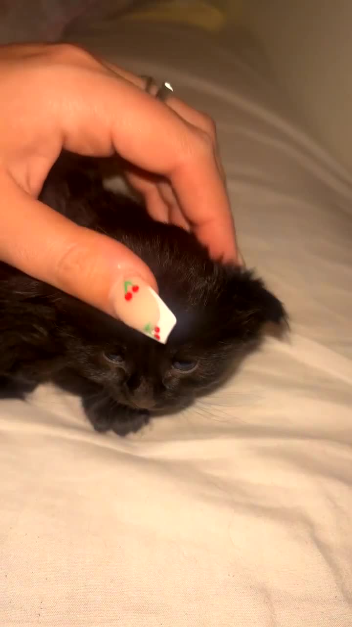 Ragdoll cats for sale: All black blue eye female kitten ragdoll cross  - Video 1
