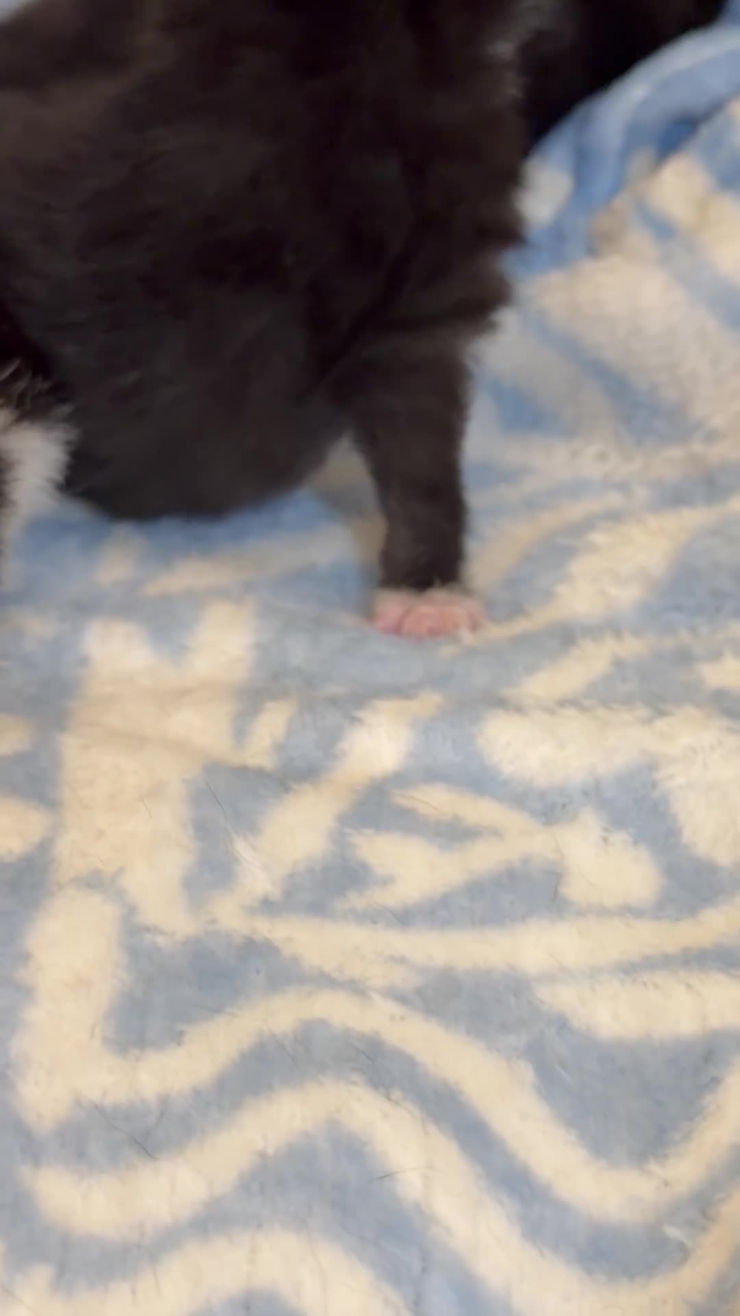 Mixed Breed cats for sale: Mixed Breed Litter ( American Wirehair/ Bombay) in Royston - Video 1