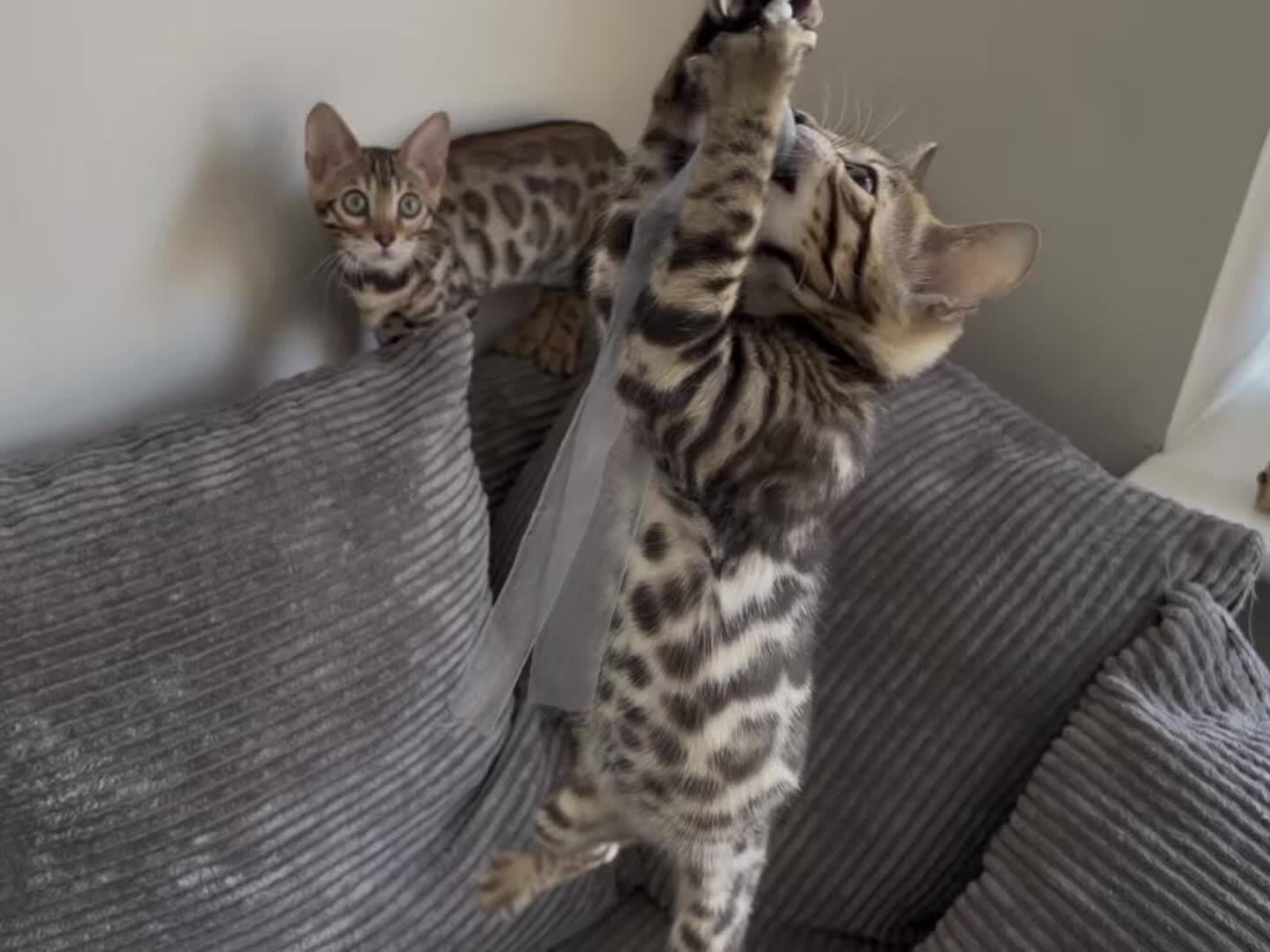 Bengal cats for sale: Confident, Socialised Tica Bengals - Hand Reared  - Video 2