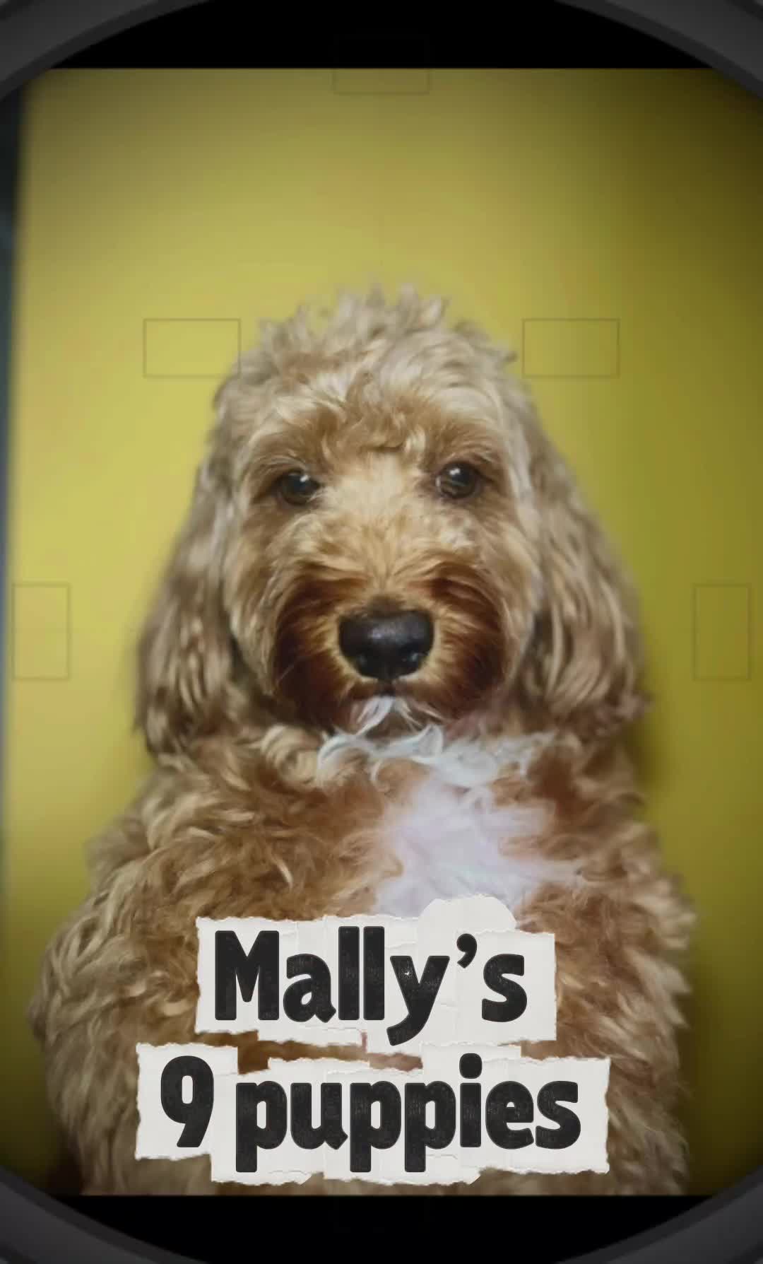 Cavapoo dogs for sale: 🌟Adorable All Red F1bb Cavapoo puppies🌟 - Video 1