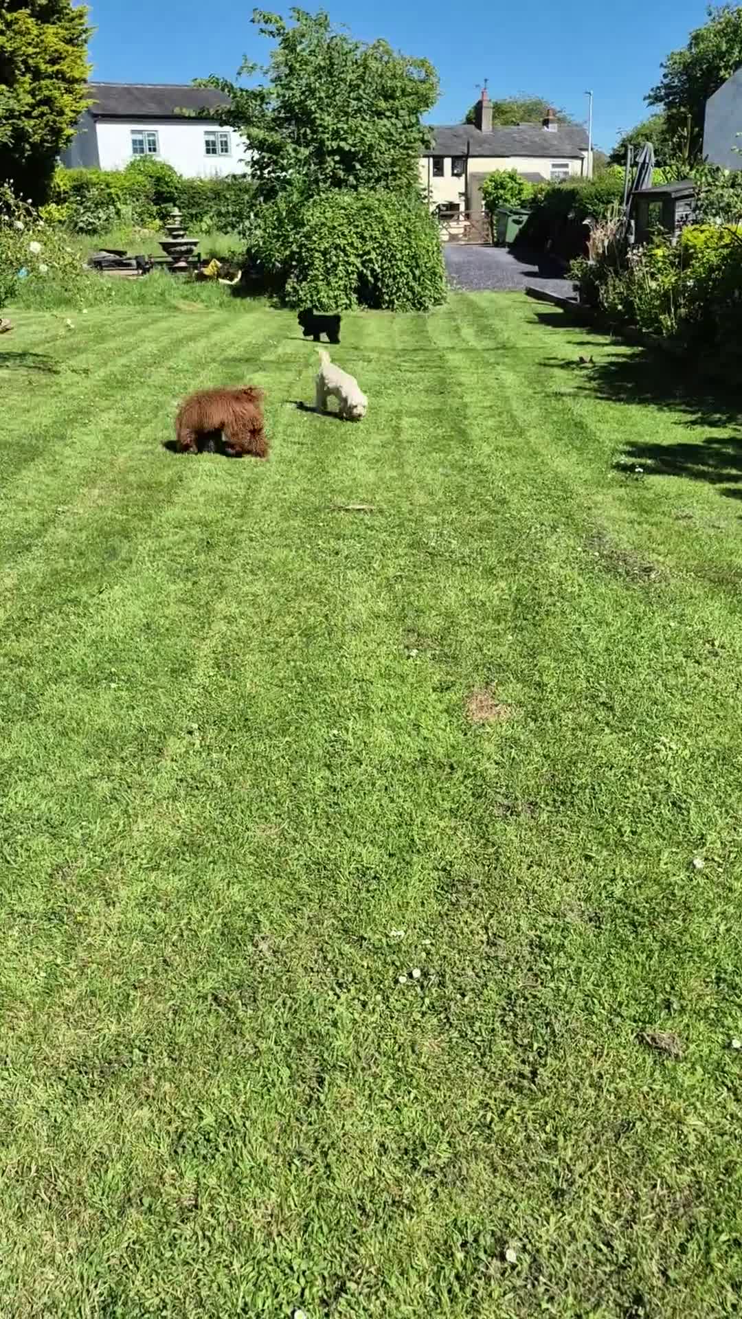 Cockapoo dogs for sale: Two Gorgeous Cockapoos. Viewible with mum and dad - Video 4