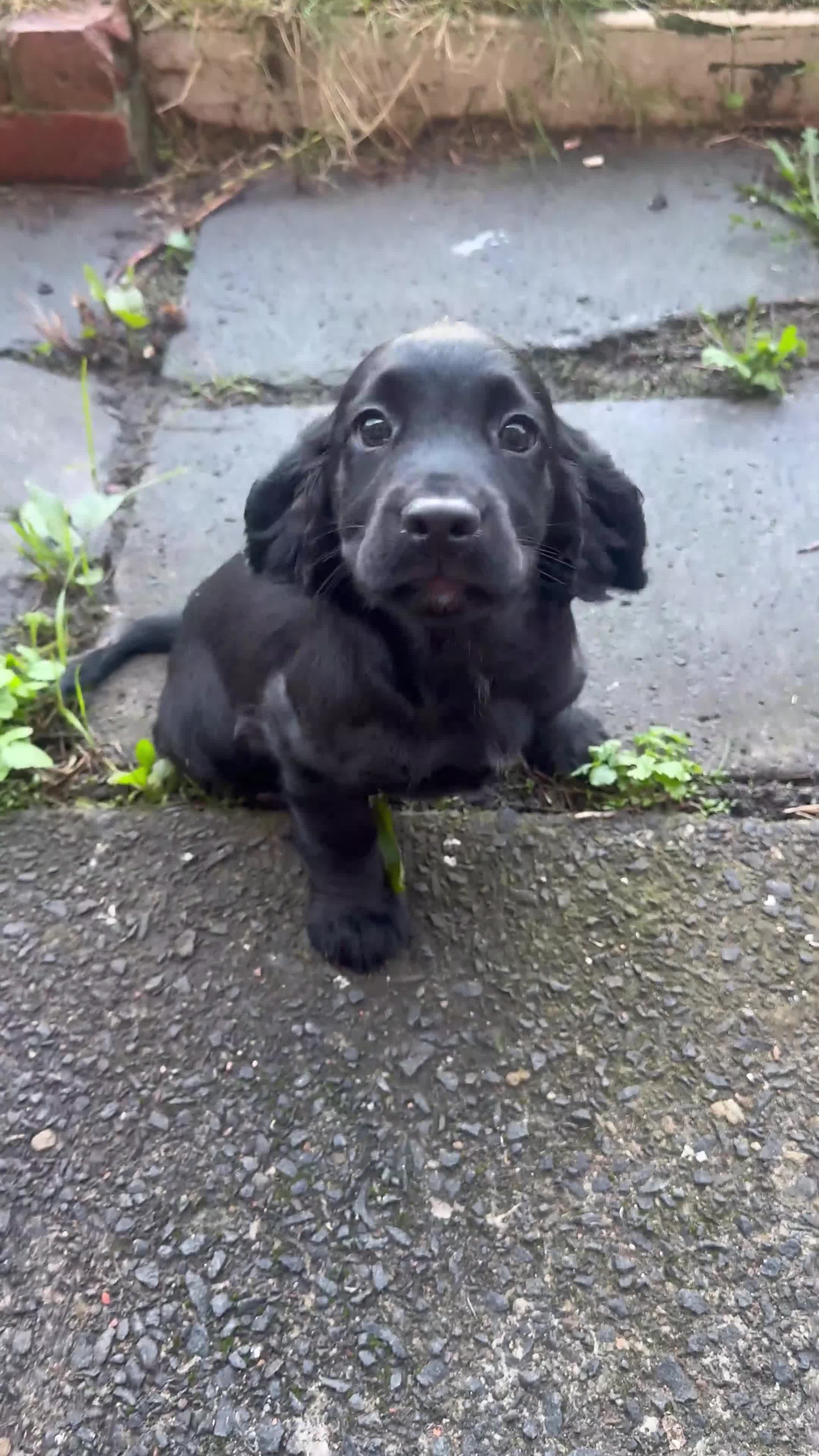Cocker Spaniel dogs for sale: REDUCED KC Cocker Spaniel Boy £700 - Video 1