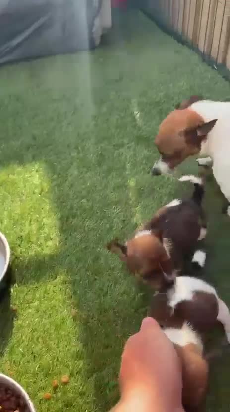 Jack Russell dogs for sale: Beautiful  **  boy in Wrexham - Video 2