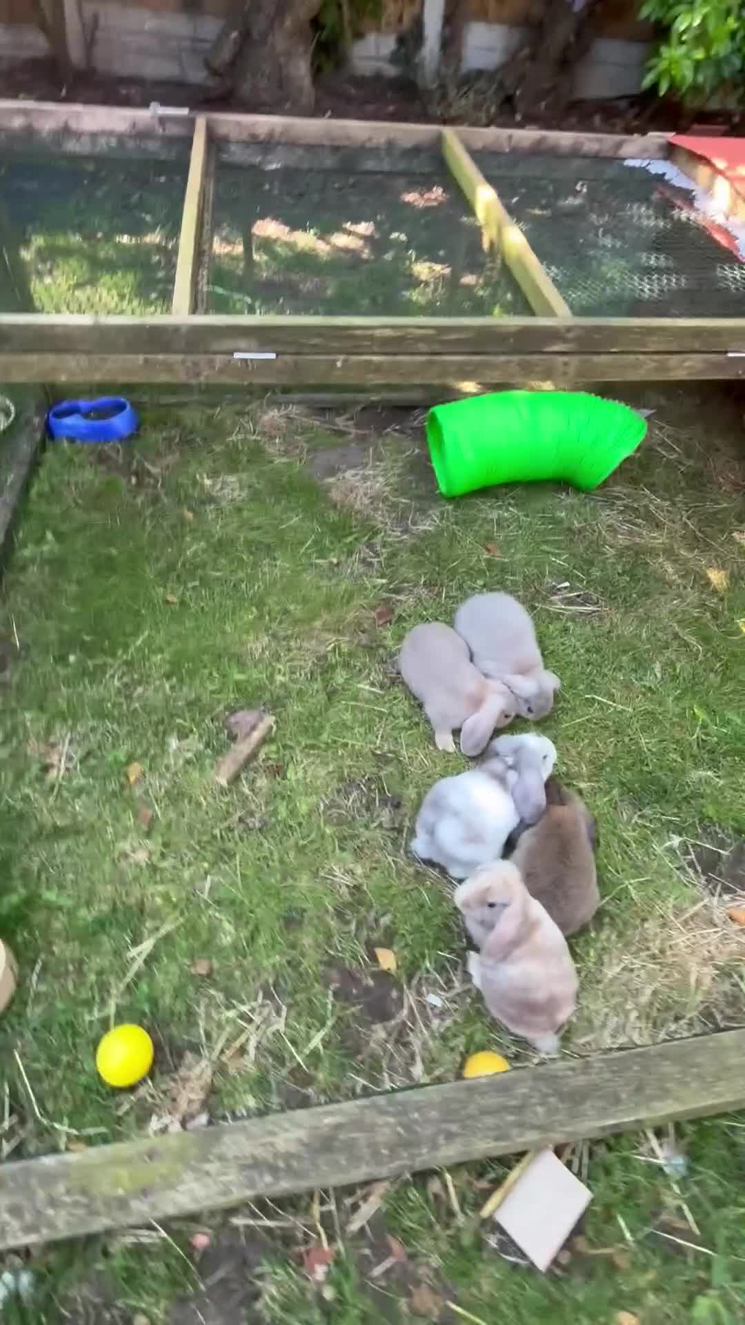 Mini Lop rabbits for sale: Mini Lop Baby Boys - Ready to leave now.  - Video 1