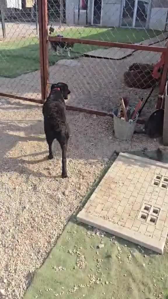 Mixed Breed dogs for adoption: uma   - Video 1