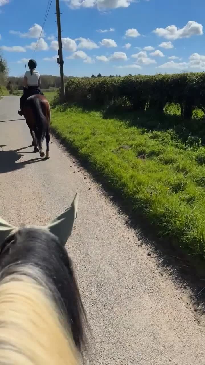 Irish Cob horses for sale: Traditional cob Rosie  in North Walsham - Video 2