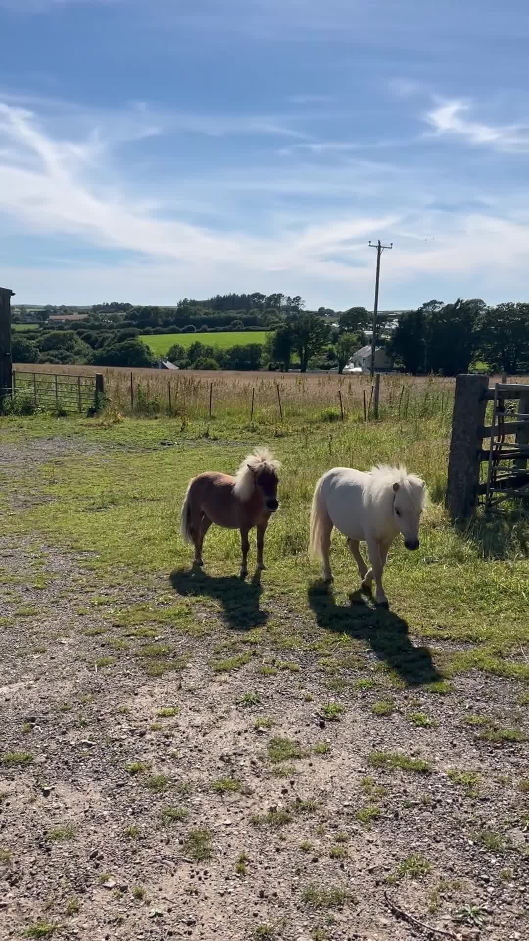 Shetland pony horses for sale: Adorable Miniature Shetland in Looe - Video 3