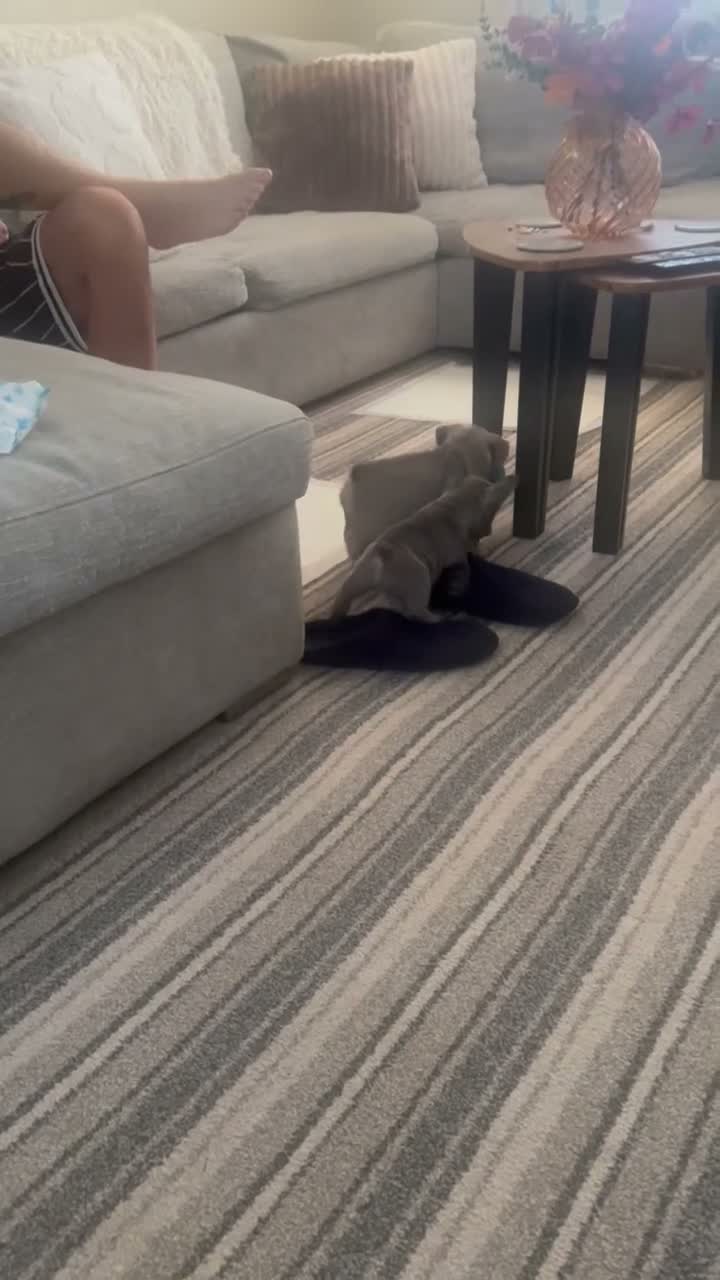 French Bulldog dogs for sale: 2 Male French Bulldogs For Sale - Video 1