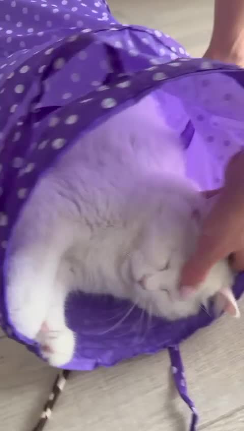 Mixed Breed cats for adoption: FLUFF - FUN AFFECTIONATE Happy MIX PERSIAN SPAYED - Video 1