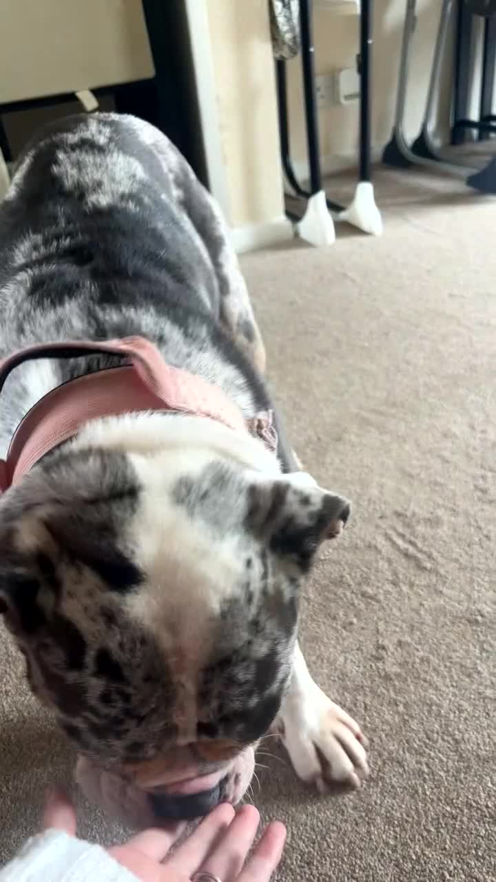Olde English Bulldogge dogs for sale: Mabel  - Video 1
