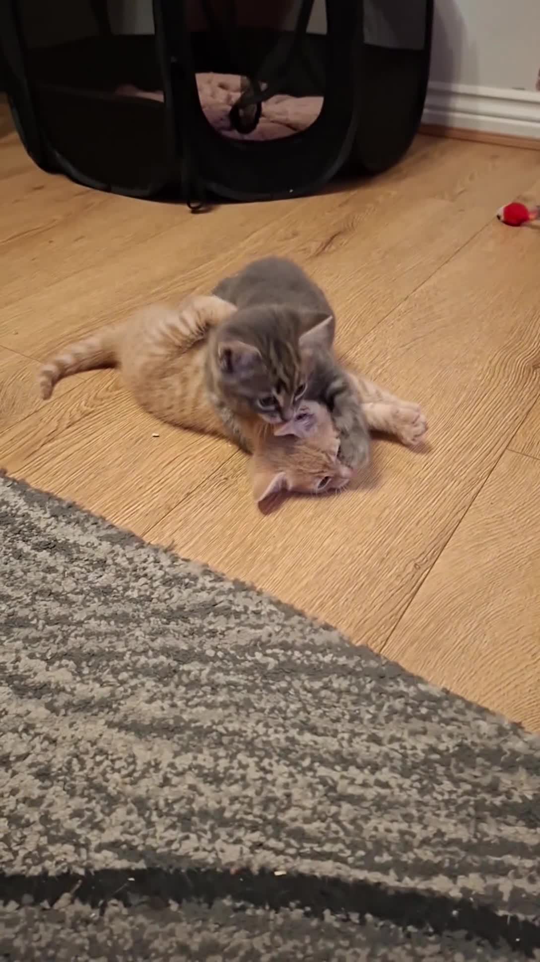 Mixed Breed cats for sale: Little girl looking for her new home - Video 1