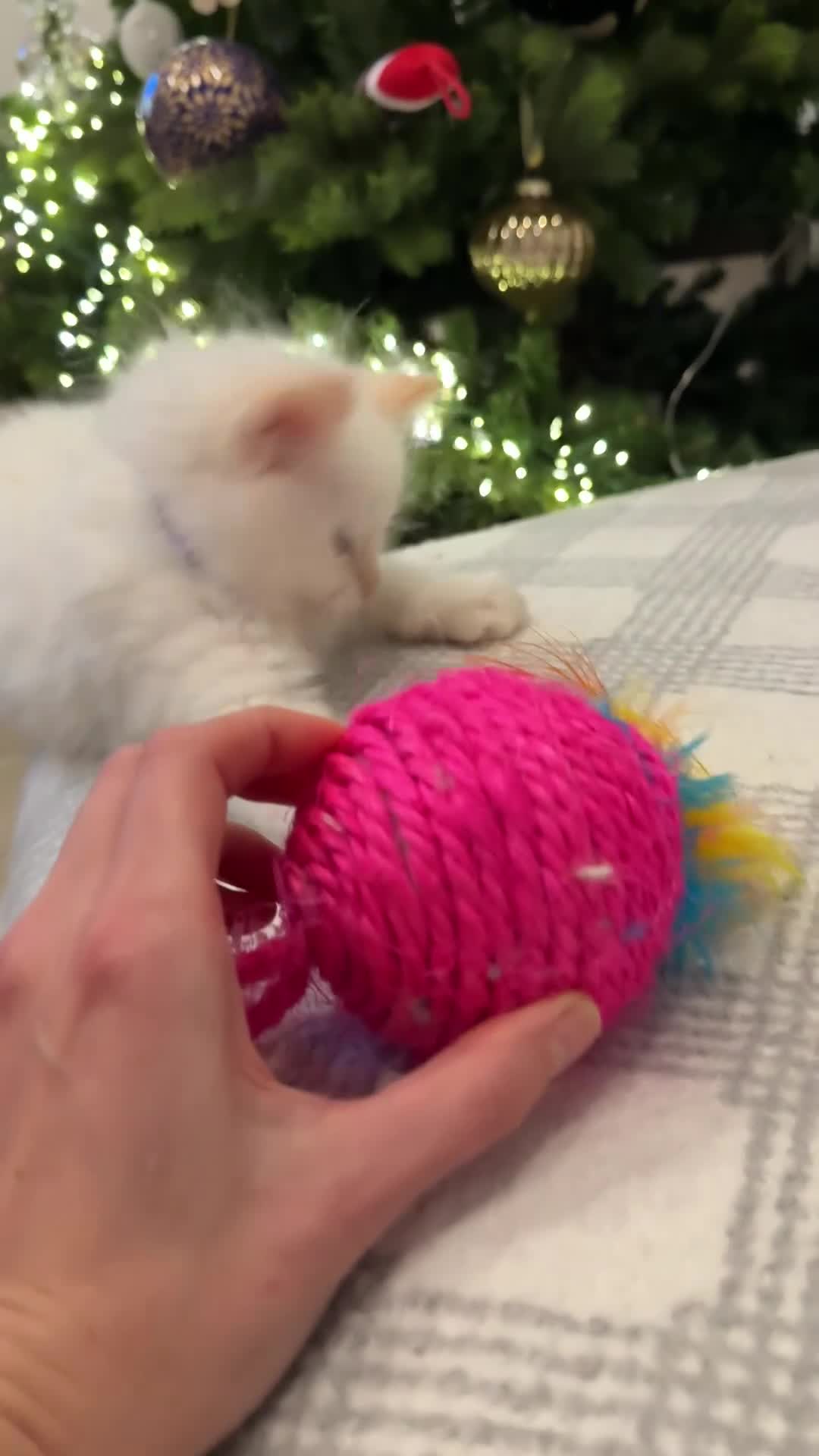 Ragdoll cats for sale: 💎🐾Beautiful Ragdoll Kittens🐾💎 - Video 2