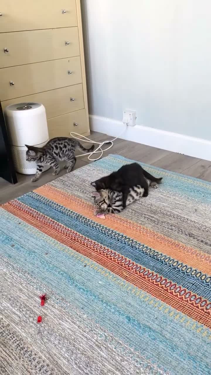 Bengal cats for sale: Bengal TICA registered kittens. - Video 1