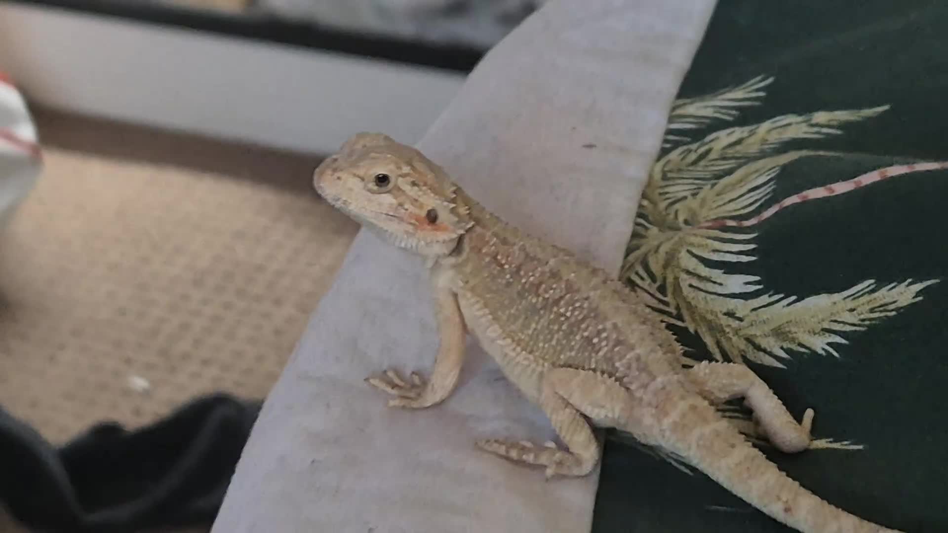 Bearded Dragon reptiles for sale: 100% Het Zero Hypo Bearded Dragon baby - Video 1