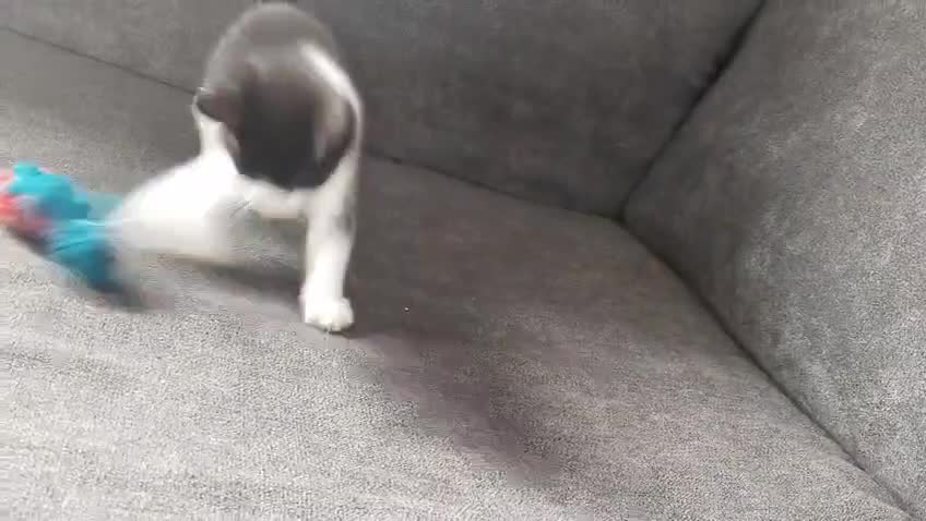 Mixed Breed cats for sale: Two kittens available - Video 4