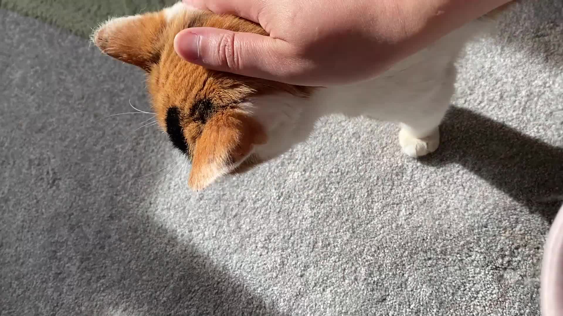 Mixed Breed cats for sale: Calico looking for a forever home - Video 2