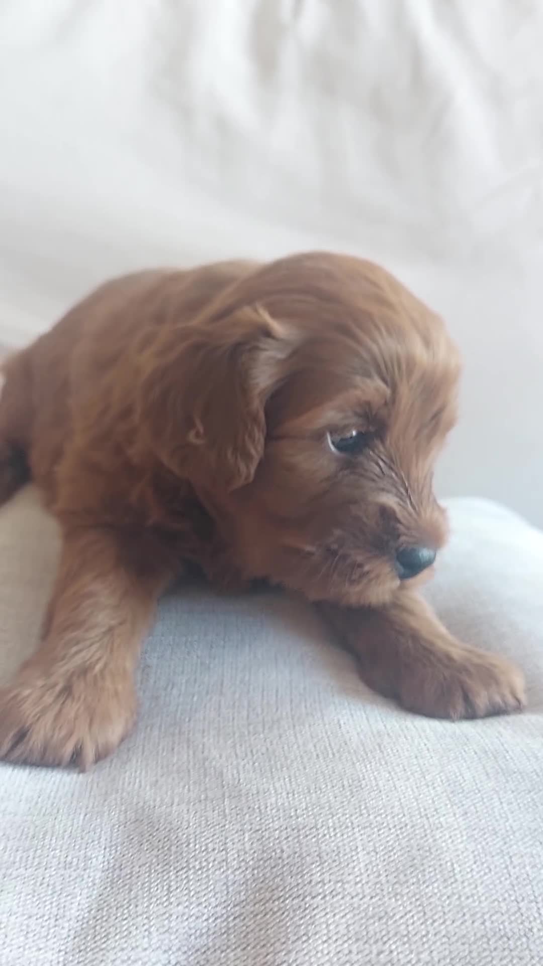 Cockapoo dogs for sale: Gorgeous Red Cockapoo Girl Puppy For Sale  - Video 1