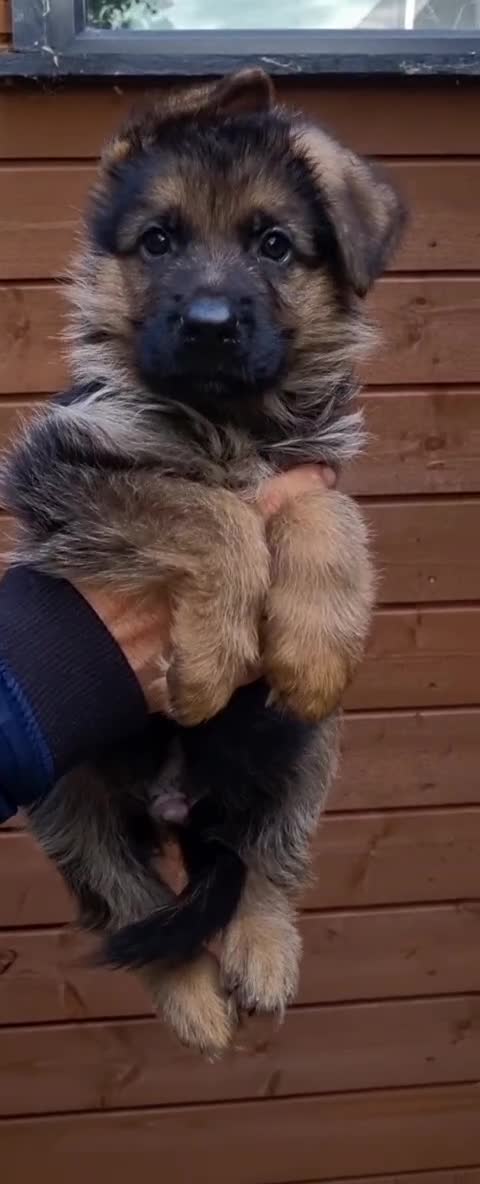 German Shepherd dogs for sale: World Class litter, Exceptional Pedigree  - Video 1