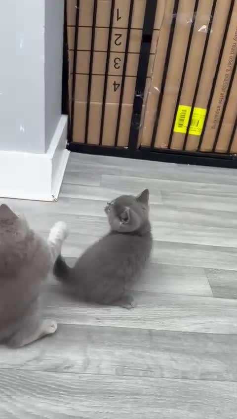British Shorthair cats for sale: 4 Blue Striped Spotted British shorthair kittens - Video 2