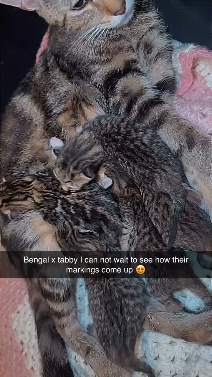 Bengal cats for sale: Bengal x tabby kittens  - Video 3