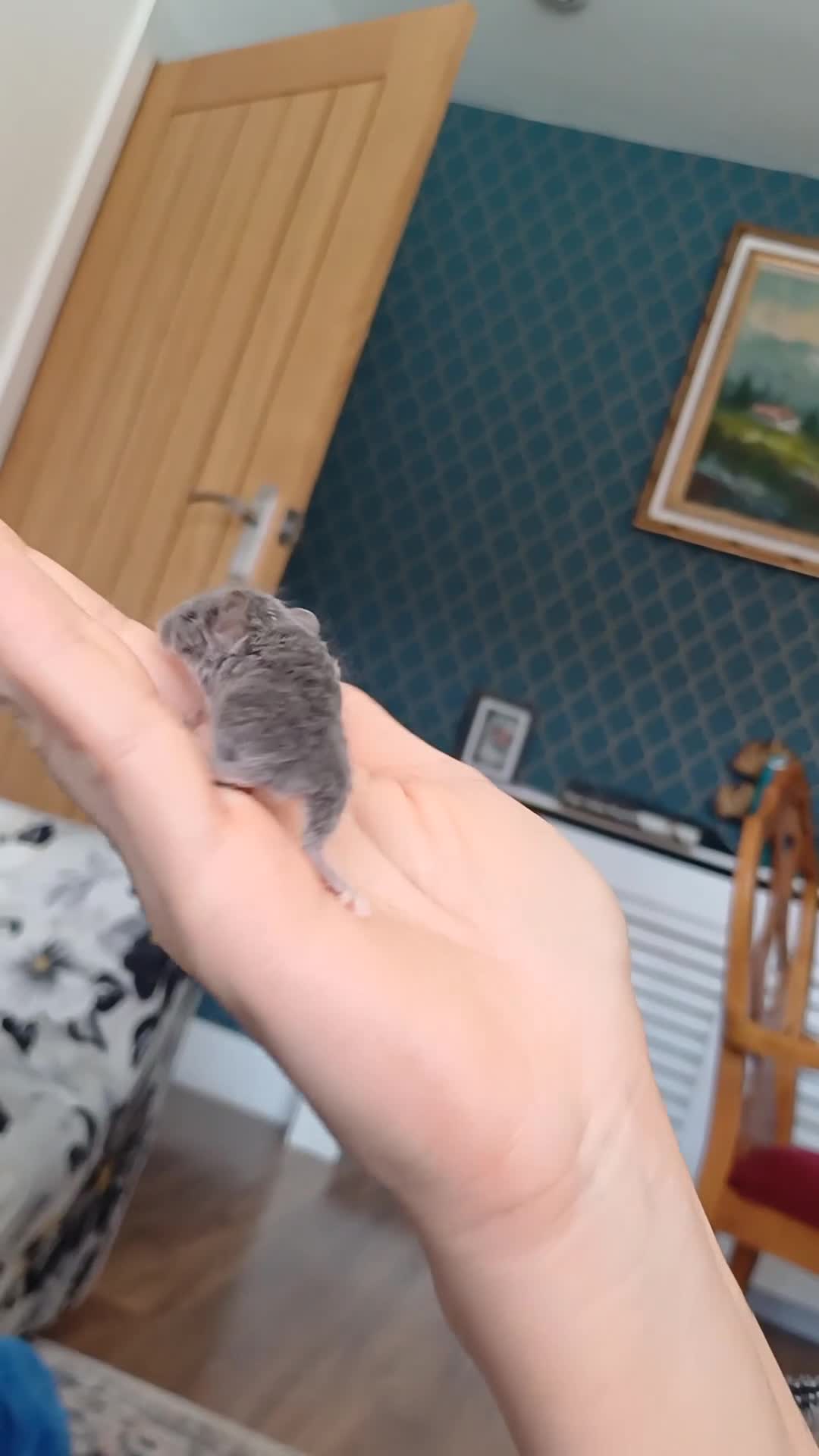 Mouse rodents for sale: Texel mices  in Denny - Video 1