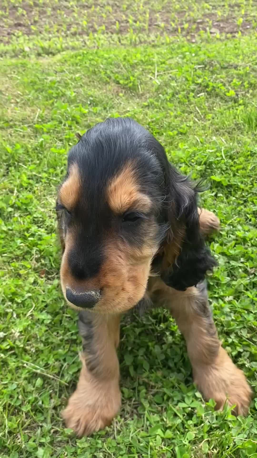 Cocker Spaniel dogs for sale: 💚Fully vaccinated ready 2go KC/health tested🐶🐶 - Video 1