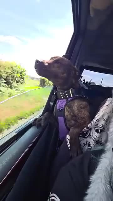 Mixed Breed dogs for sale: Staffordshire Bull Terrier x Belgian Malinois in Stoke-on-Trent - Video 1