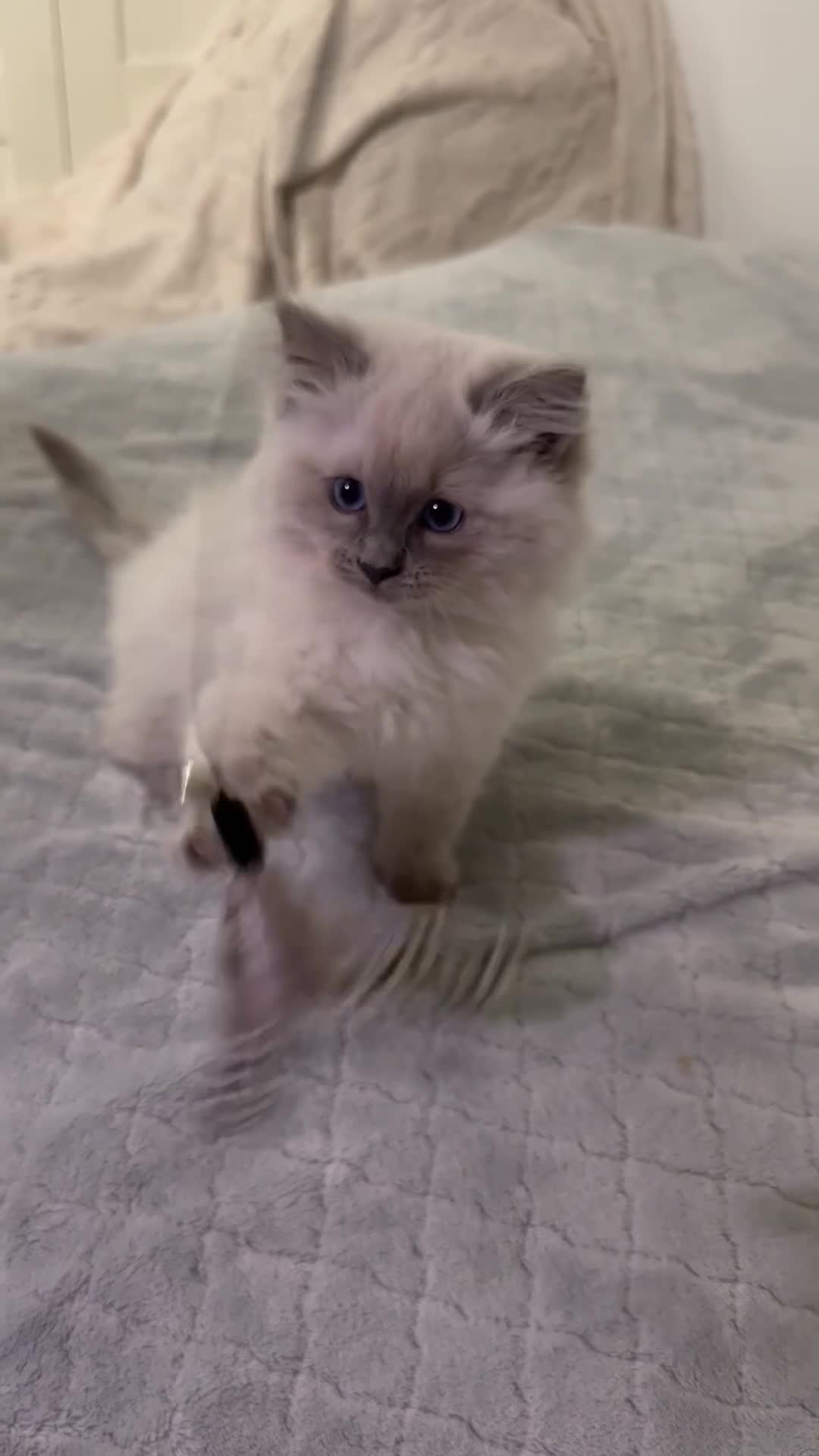 Ragdoll cats for sale: Stunning Ragdoll Kittens - Video 4