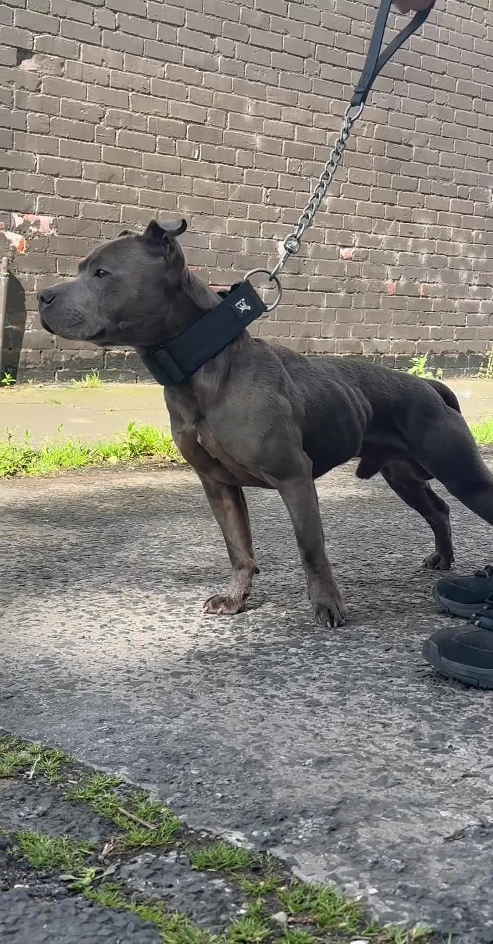 Staffordshire Bull Terrier dogs for stud: BULLET THE STAFFY - Video 1