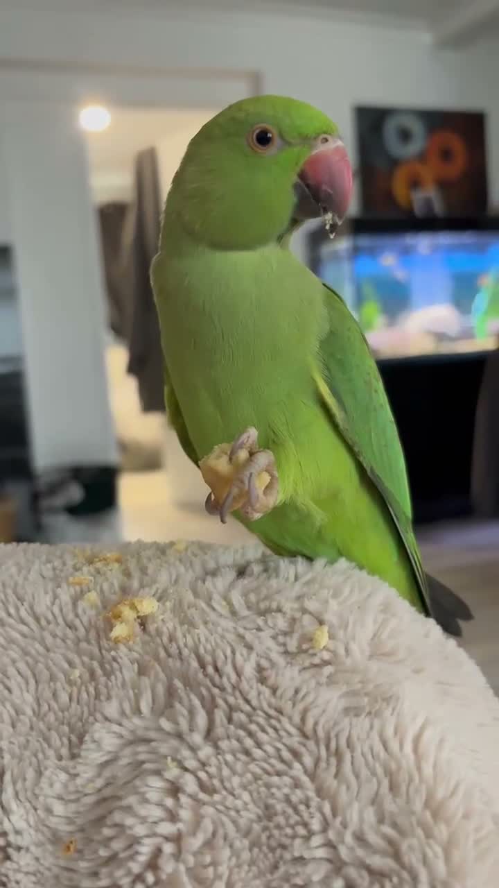 Ringnecks birds for sale: Indian ringneck called Kiwi  in Great Yarmouth - Video 1