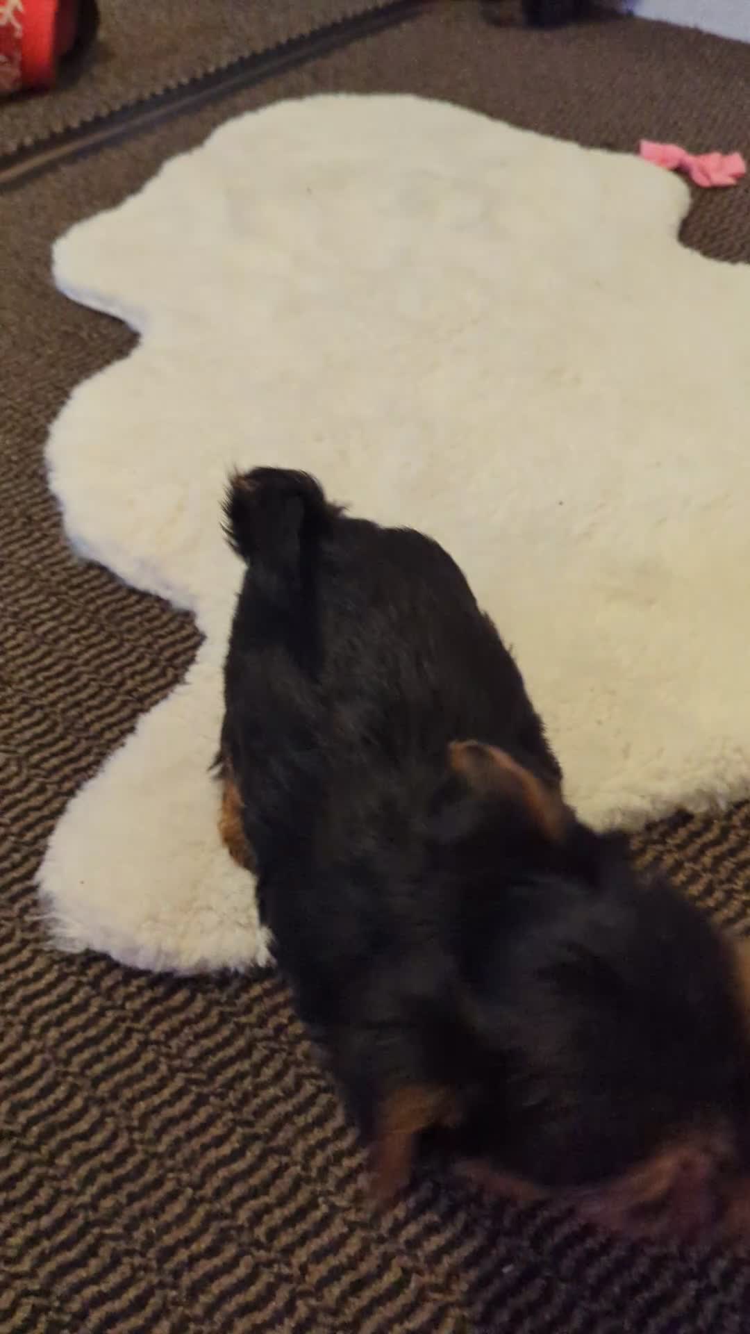 Yorkshire Terrier dogs for sale: Adorable Yorkshire terrier puppies available  - Video 2