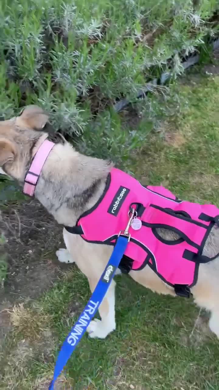 Mixed Breed dogs for adoption: MARTHA - FOR ADOPTION  in Basingstoke - Video 1