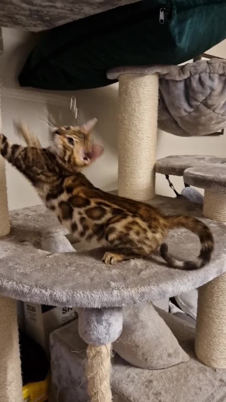 Bengal cats for sale: Beautiful kitten❤️Ready to go 😍  - Video 3