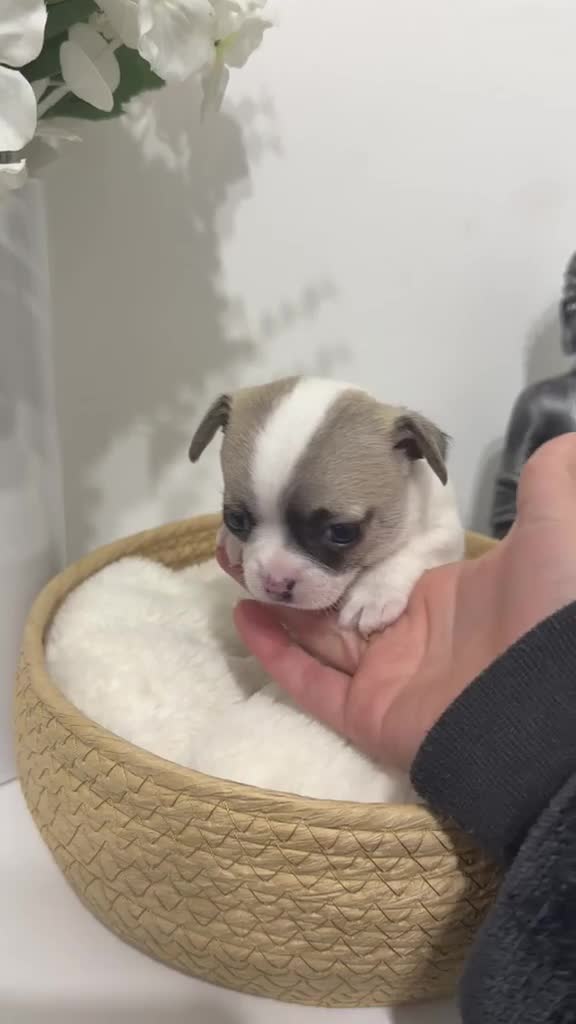 Chihuahua dogs for sale: Chihuahua puppies for sale 🐶💙 - Video 3