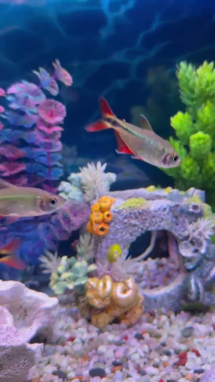 Tetras fish for sale: 4 Tetras looking for new home  in Dungannon - Video 1