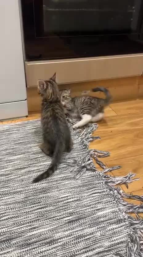 Mixed Breed cats for sale: Adorable tabby kittens ready for a new home - Video 1