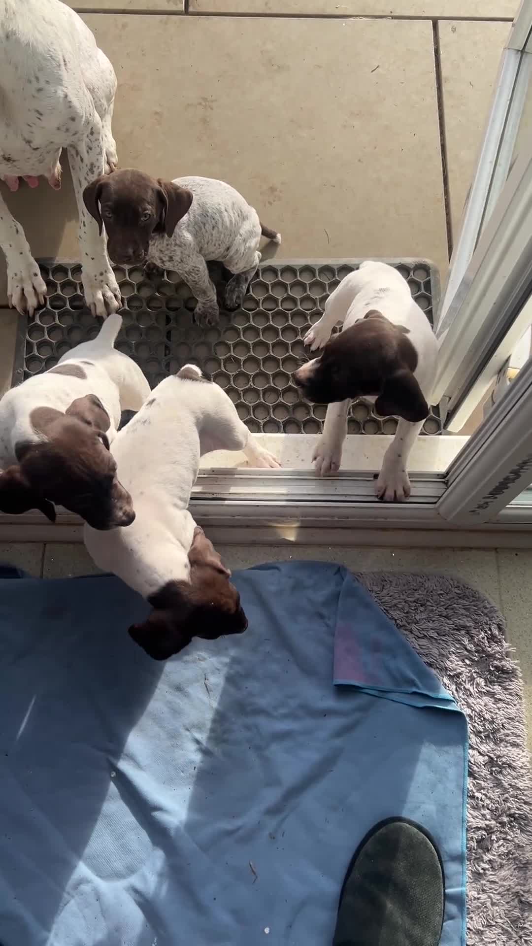 German Shorthaired Pointer dogs for sale: German shorthairs pointer - Video 1