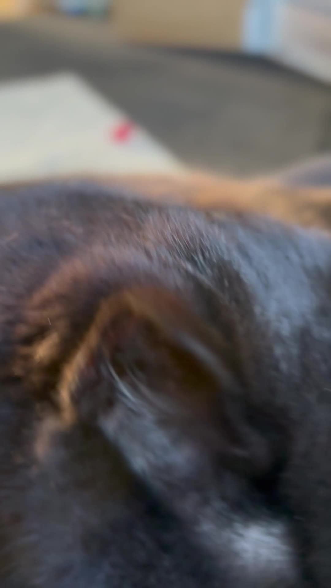 British Shorthair cats for sale: Black/brown British shorthair  in Sutton Coldfield - Video 1