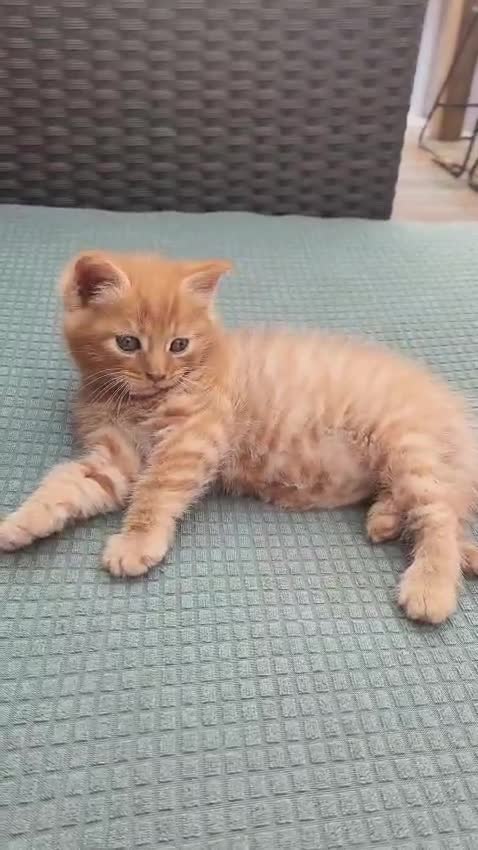 Maine Coon cats for sale: Beautiful Maine Coon Boy - Video 1