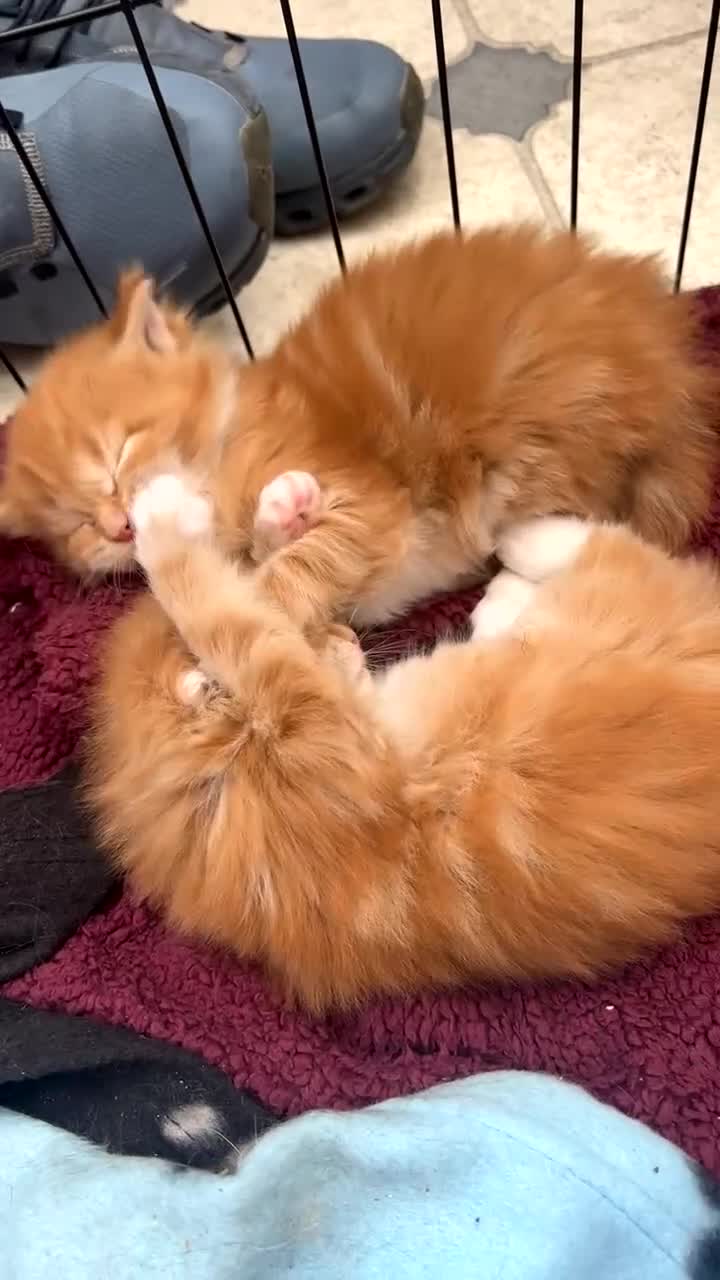 Maine Coon cats for sale: Maine Coon Kittens  - Video 1