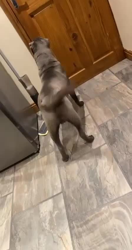Shar Pei dogs for sale: Meet Nero –our 4-Year-Old Grey Shar Pei 💙🐾 - Video 1